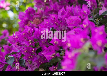 Kahle, Drillingsblume Bougainvillee, Bougainvillie, Bougainville, Drillingsblume Kletterpflanze, la façade, une Fassadenbegrünung, bougainvillées glabra, Banque D'Images