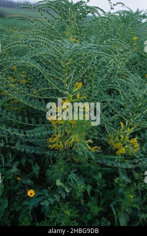 Plante à fleurs d'Astragalus macrocarpus.Photographié en Israël en décembre un ingrédient de la médecine traditionnelle Banque D'Images