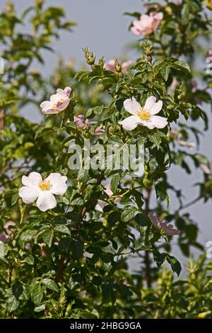 Rose de chien en fleurs.La canina Rosa, communément connue sous le nom de rosier de chien, est une espèce de rosier sauvage variable d'escalade originaire d'Europe, d'Afrique du Nord-Ouest et de wes Banque D'Images