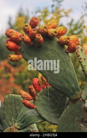 Fruit de la ficus-indica Cactus.Opuntia ficus-indica - sabres ou symbole israélien de Tzabar Banque D'Images