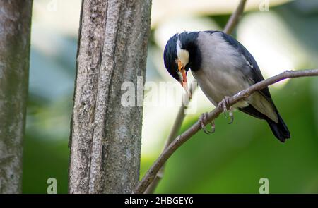 Gros plan sur un oiseau nommé Indian pied Myna Banque D'Images