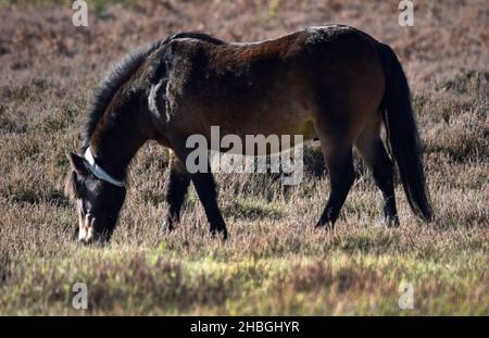 exmoor poney on knettishe heath, suffolk, angleterre, royaume-uni Banque D'Images