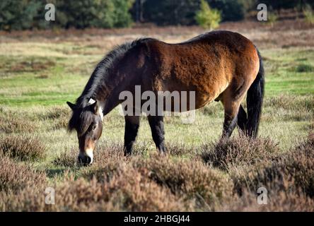 exmoor poney on knettishe heath, suffolk, angleterre, royaume-uni Banque D'Images