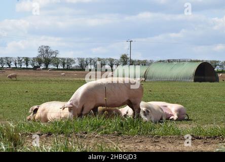 ferme porcine, suffolk, angleterre Banque D'Images