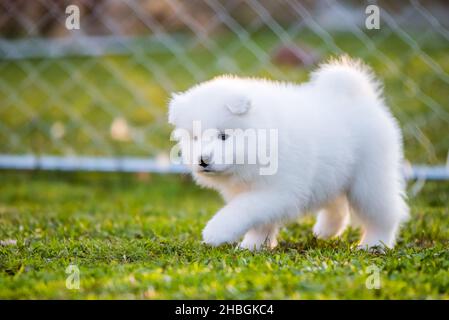 Adorable chiot samoyed en mouvement sur la pelouse Banque D'Images