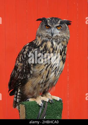 Max, la hibou de l'aigle eurasien est assise sur un ensemble de balances électroniques et est pesée pendant le stock annuel de poids et de tailles au zoo de Londres à Regents Park dans le centre de Londres. Banque D'Images