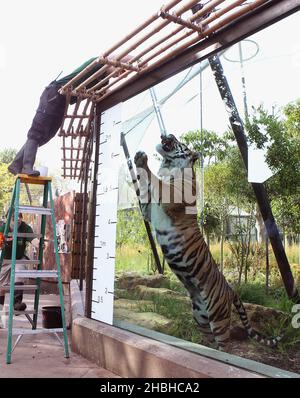 Jae Jae, le tigre de Sumatran, est mesuré lors de l'inventaire annuel des poids et des tailles au zoo de Londres à Regents Park, dans le centre de Londres. Banque D'Images