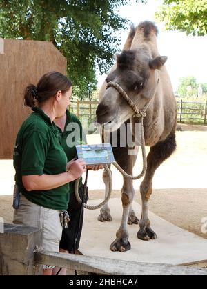 Gengkis, le Camel, se tient sur un ensemble de balances électroniques pendant le stock annuel de poids et de tailles, au zoo de Londres à Regents Park dans le centre de Londres. Banque D'Images