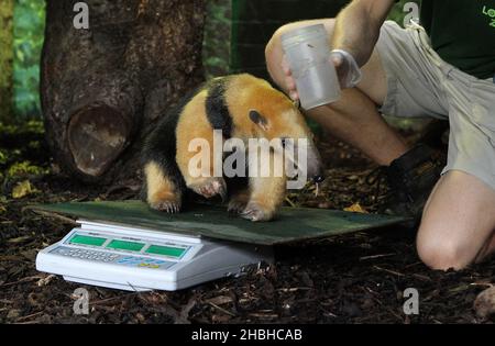 Tammy, The Tree Anteater, est pesé lors de la prise annuelle de poids et de tailles au zoo de Londres à Regents Park dans le centre de Londres. Banque D'Images