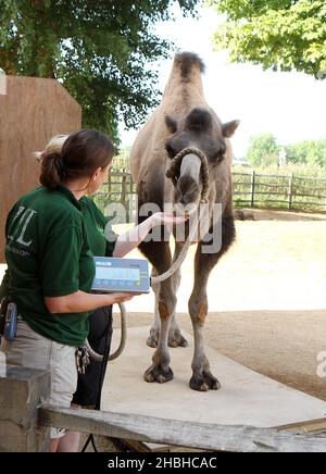 Gengkis, le Camel, se tient sur un ensemble de balances électroniques pendant le stock annuel de poids et de tailles, au zoo de Londres à Regents Park dans le centre de Londres. Banque D'Images