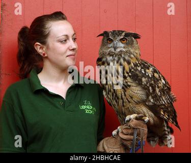 Max, la hibou de l'aigle eurasien attendant son poids lors de l'inventaire annuel des poids et des tailles au zoo de Londres à Regents Park dans le centre de Londres. Banque D'Images