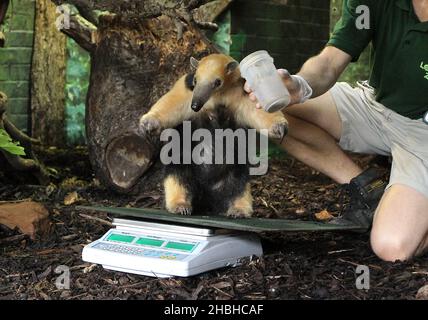 Tammy, The Tree Anteater, est assis sur un ensemble de balances électroniques et est pesé, pendant le stock annuel de poids et de tailles, au zoo de Londres à Regents Park dans le centre de Londres. Banque D'Images