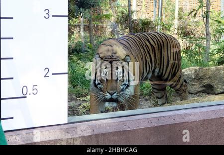 Jae Jae, le tigre de Sumatran, est mesuré lors de l'inventaire annuel des poids et des tailles au zoo de Londres à Regents Park, dans le centre de Londres. Banque D'Images