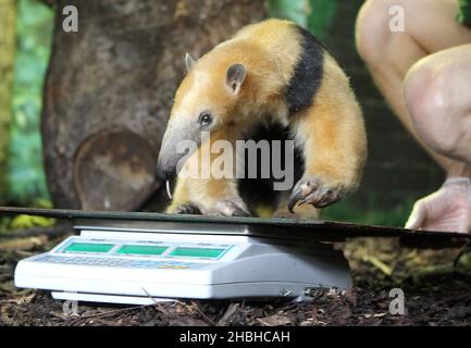 Tammy, The Tree Anteater, est pesé lors de la prise annuelle de poids et de tailles au zoo de Londres à Regents Park dans le centre de Londres. Banque D'Images