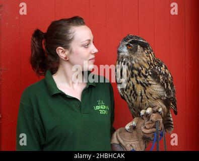 Max, la hibou de l'aigle eurasien attendant son poids lors de la prise annuelle de poids et de taille au zoo de Londres à Regents Park dans le centre de Londres. Banque D'Images