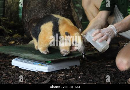 Tammy, The Tree Anteater, est pesé lors de la prise annuelle de poids et de tailles au zoo de Londres à Regents Park dans le centre de Londres. Banque D'Images