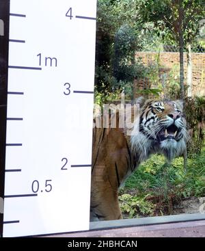 Jae Jae, le tigre de Sumatran, est mesuré lors de l'inventaire annuel des poids et des tailles au zoo de Londres à Regents Park, dans le centre de Londres. Banque D'Images