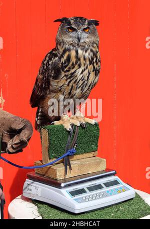 Max, la hibou de l'aigle eurasien est assise sur un ensemble de balances électroniques et est pesée pendant le stock annuel de poids et de tailles au zoo de Londres à Regents Park dans le centre de Londres. Banque D'Images