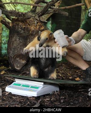 Tammy, The Tree Anteater, est assis sur un ensemble de balances électroniques et est pesé pendant le stock annuel de poids et de tailles au zoo de Londres à Regents Park dans le centre de Londres. Banque D'Images