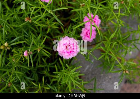 Rose Common Purslane bloomin sur les feuilles vertes Banque D'Images