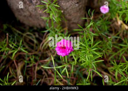Rose Common Purslane bloomin sur les feuilles vertes Banque D'Images