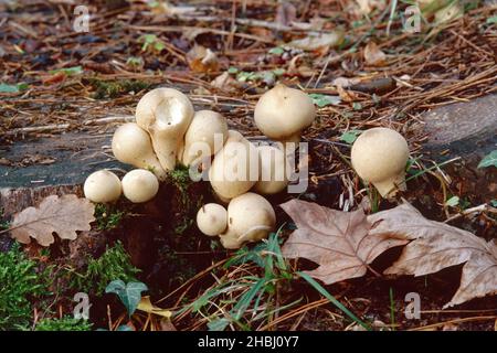 Quelques jeunes spécimens de champignons de la poire, Apioperdon pyriforme, Lycoperdaceae Banque D'Images