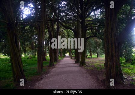 Une ligne d'arbres de Yew anglais anciens 'Taxus Baccata' dans Yew Avenue à Lowther Castle, Lake District National Park, Cumbria, Angleterre, Royaume-Uni Banque D'Images