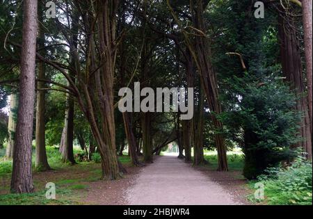 Une ligne d'arbres de Yew anglais anciens 'Taxus Baccata' dans Yew Avenue à Lowther Castle, Lake District National Park, Cumbria, Angleterre, Royaume-Uni Banque D'Images