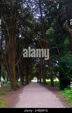 Une ligne d'arbres de Yew anglais anciens 'Taxus Baccata' dans Yew Avenue à Lowther Castle, Lake District National Park, Cumbria, Angleterre, Royaume-Uni Banque D'Images