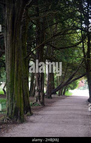 Une ligne d'arbres de Yew anglais anciens 'Taxus Baccata' dans Yew Avenue à Lowther Castle, Lake District National Park, Cumbria, Angleterre, Royaume-Uni Banque D'Images