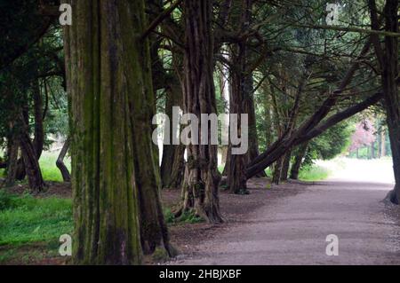 Une ligne d'arbres de Yew anglais anciens 'Taxus Baccata' dans Yew Avenue à Lowther Castle, Lake District National Park, Cumbria, Angleterre, Royaume-Uni Banque D'Images