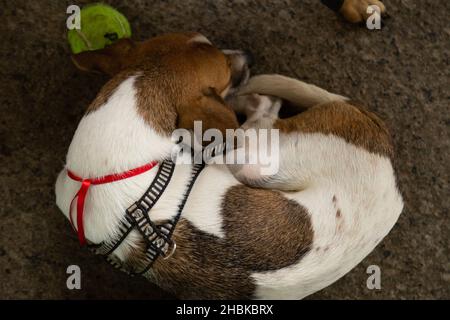 Goias, Brésil – 18 décembre 2021 : chien couché dans une enceinte, disponible à une foire d'adoption d'animaux isolés. Banque D'Images