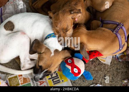 Goias, Brésil – 18 décembre 2021 : trois chiens se trouvant dans un enclos lors d'une foire d'adoption d'animaux isolés. Banque D'Images