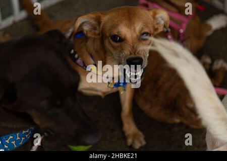 Goias, Brésil – 18 décembre 2021 : quelques chiens, en stylo, disponibles à une foire d'adoption d'animaux isolés. Banque D'Images