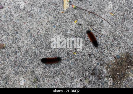 Deux Isabella Tiger deux Caterpillar sur béton gris Banque D'Images