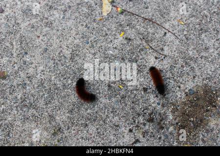 Une paire de Wooly Bear Caterpiliers en automne Banque D'Images