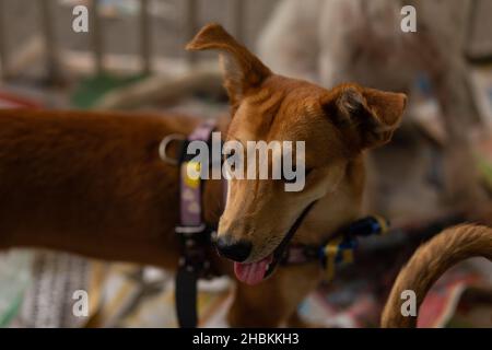 Goias, Brésil – 18 décembre 2021 : un chien, en stylo, avec d'autres animaux, disponible à une foire d'adoption d'animaux isolés. Banque D'Images