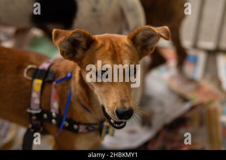 Goias, Brésil – 18 décembre 2021 : un chien, en stylo, avec d'autres animaux, disponible à une foire d'adoption d'animaux isolés. Banque D'Images