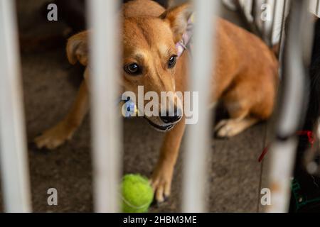 Goias, Brésil – 18 décembre 2021 : un chien, en stylo, avec d'autres animaux, disponible à une foire d'adoption d'animaux isolés. Banque D'Images