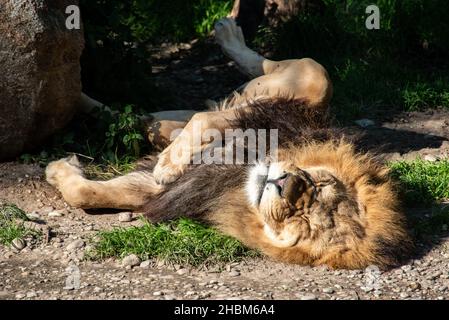 Lion dormant paisiblement au soleil, zoo Hellabronn à Munich, Allemagne Banque D'Images