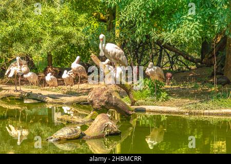 Oiseaux blancs des spatules africaines debout dans un lac réfléchi dans l'eau.Oiseaux d'eau douce et oiseaux côtiers de la famille des Threskiornithidae.Platalea alba Banque D'Images