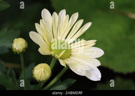 gros plan d'une fleur de chrysanthème blanc frais et de deux bourgeons sur fond vert foncé Banque D'Images
