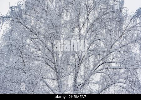 Tronc et branches de bouleau dans la forêt d'hiver. Banque D'Images