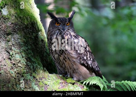 La chouette-aigle eurasienne dans la nature sauvage au printemps (CTK photo/Ondrej Zaroba) Banque D'Images