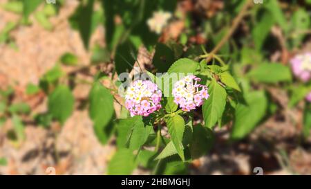 west Indian Lantana Camara ou Spanish Flag Flower ont groupé des fleurs sur une belle plante.Sur un arrière-plan flou. Banque D'Images