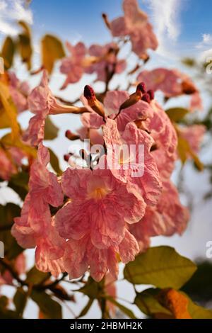 Un gros plan vertical de belles fleurs de trompette rosé pendant la lumière du jour Banque D'Images