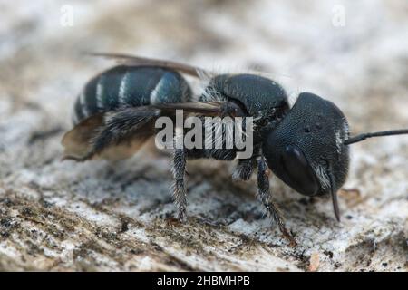 Gros plan d'une abeille mason bleue femelle, Osmia caerulescens Banque D'Images