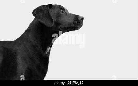 Incroyable visage de chien du Labrador noir Banque D'Images