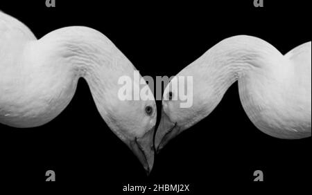 Deux beaux couple Goose Portrait sur le fond noir Banque D'Images