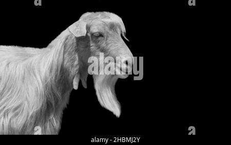 Visage de chèvre blanc avec de grands cheveux sur le fond noir Banque D'Images